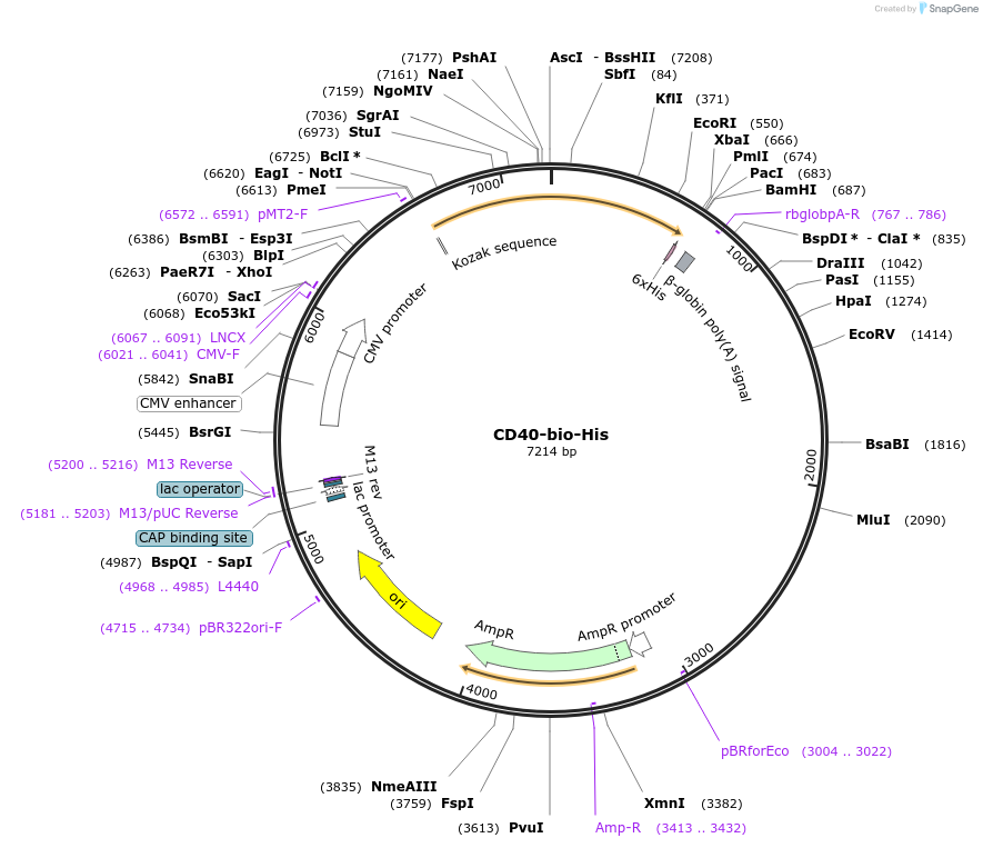 51648-plasmid-map-sequence-id-78971