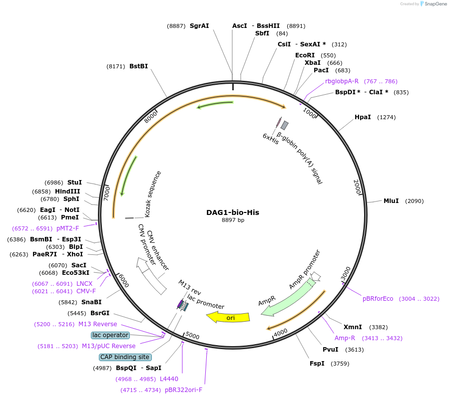 51651-plasmid-map-sequence-id-78975