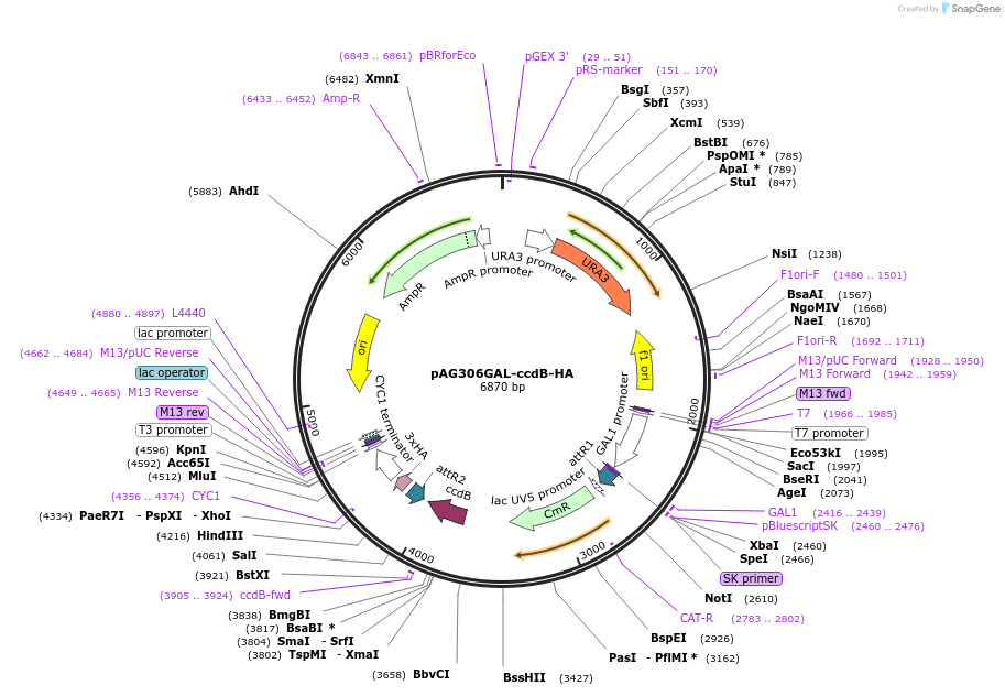 14235-plasmid-map-sequence-id-7898
