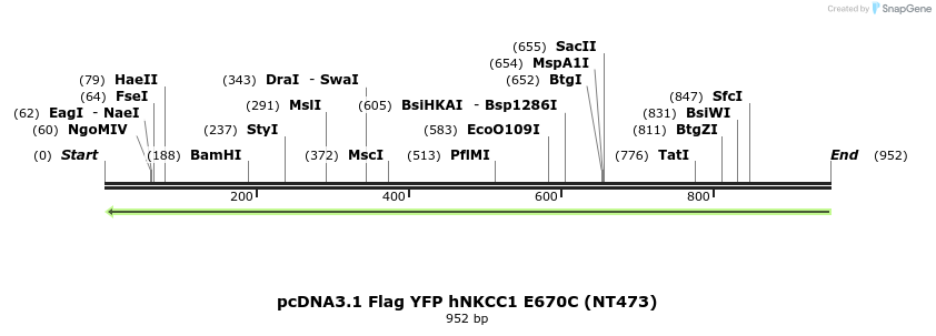 78981_map