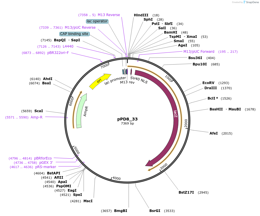1468-plasmid-map-sequence-id-79