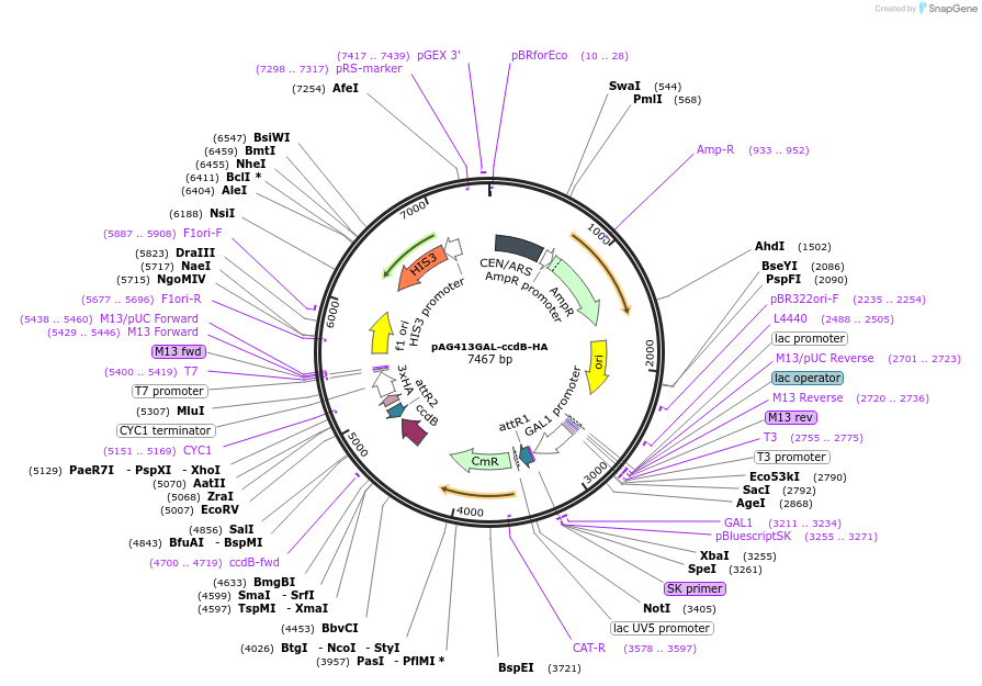 14237-plasmid-map-sequence-id-7900