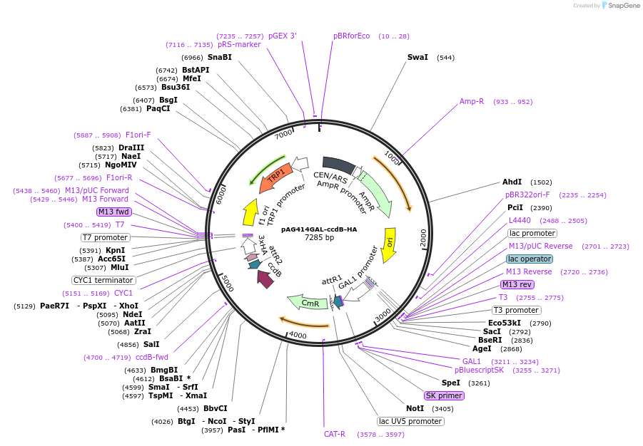 14239-plasmid-map-sequence-id-7902