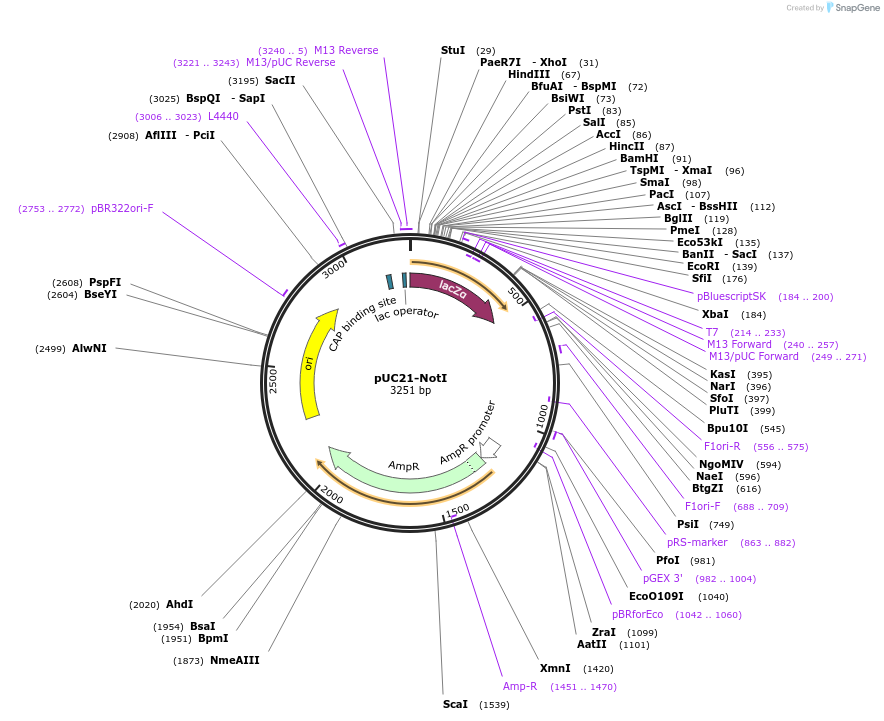 51659-plasmid-map-sequence-id-79022
