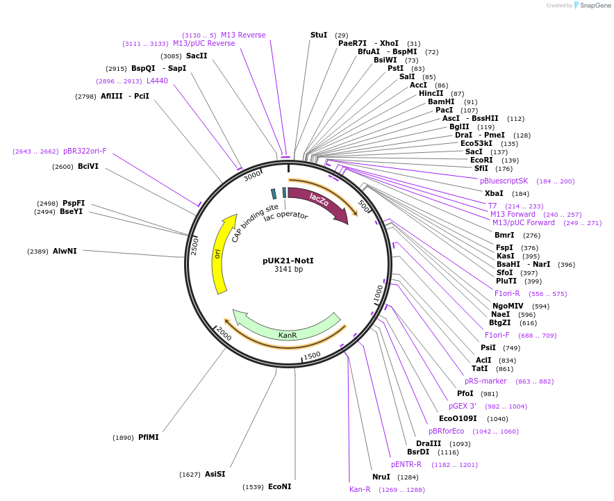 51660-plasmid-map-sequence-id-79025