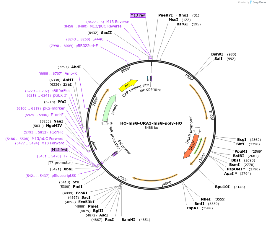 51663-plasmid-map-sequence-id-79029