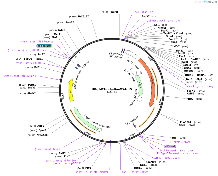 51665-plasmid-map-sequence-id-79031