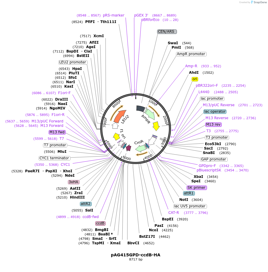 14242-plasmid-map-sequence-id-7905