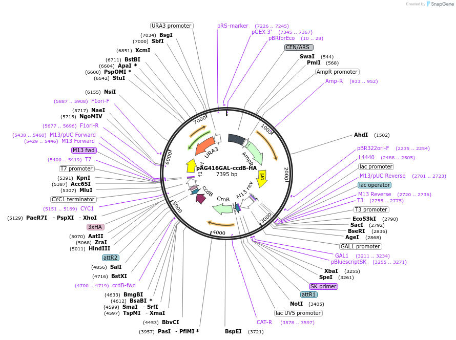 14243-plasmid-map-sequence-id-7906