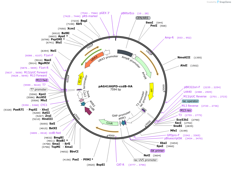 14244-plasmid-map-sequence-id-7907