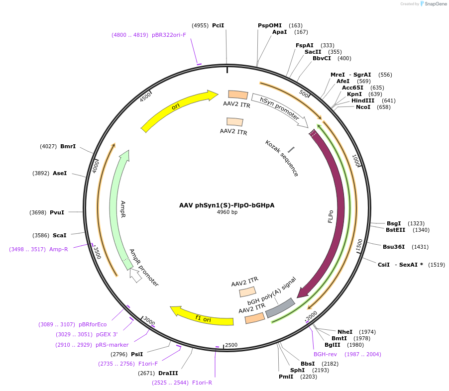 79077_map