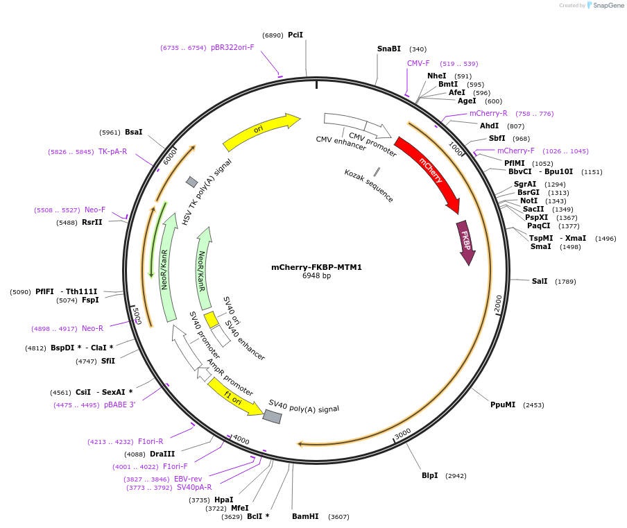 51614-plasmid-map-sequence-id-79079