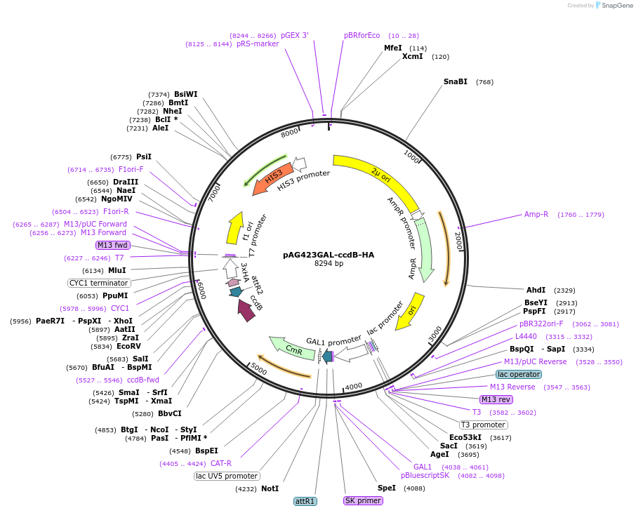 14245-plasmid-map-sequence-id-7908