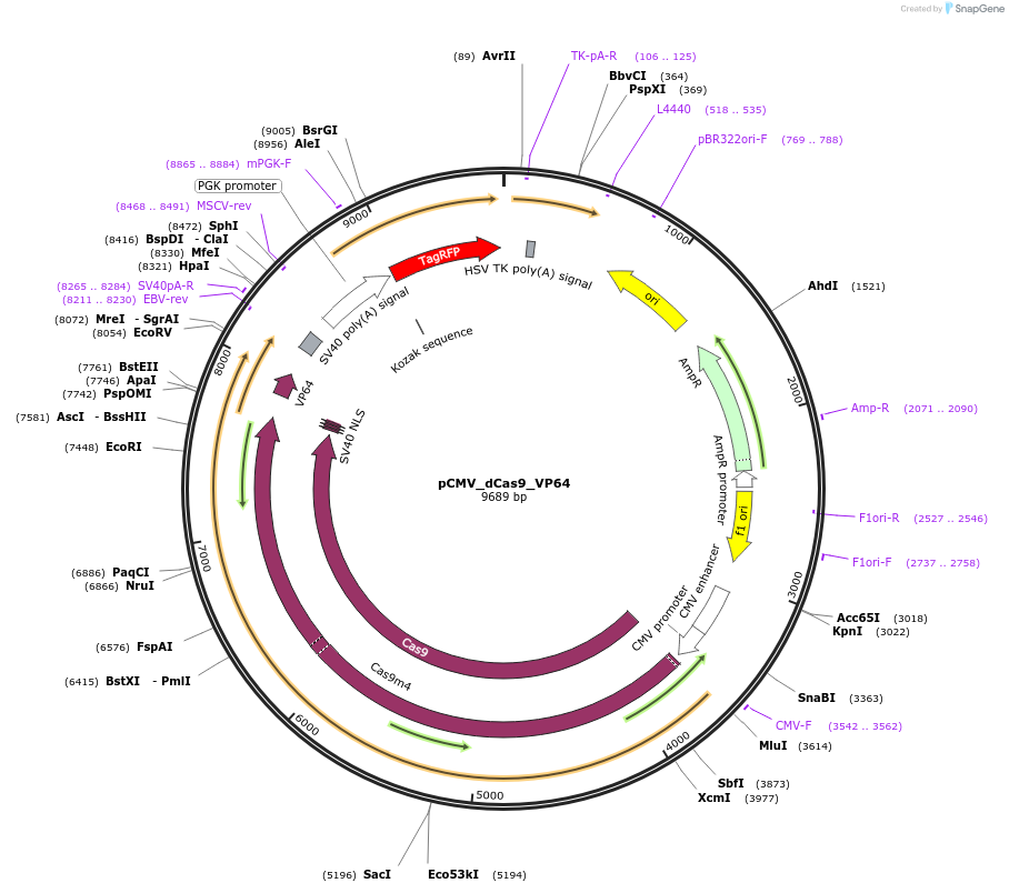 49015-plasmid-map-sequence-id-79086