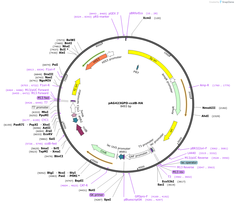 14246-plasmid-map-sequence-id-7909