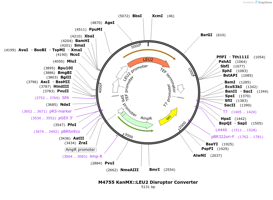 51685-plasmid-map-sequence-id-79090