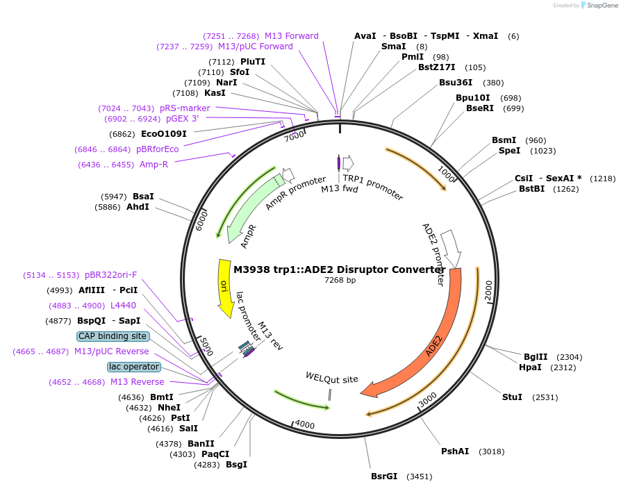 51673-plasmid-map-sequence-id-79094