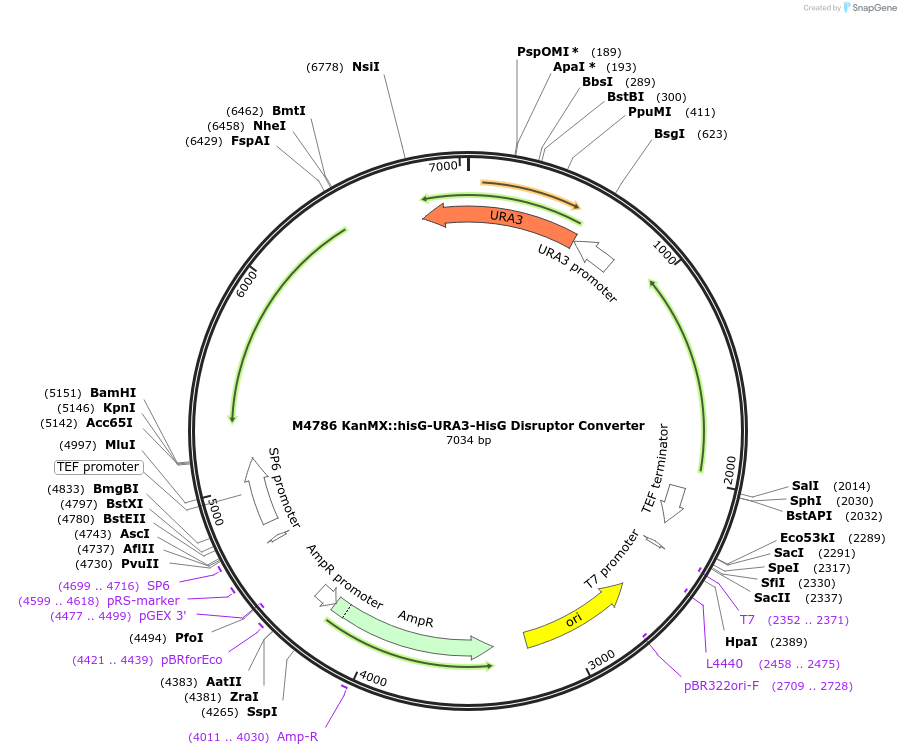 51690-plasmid-map-sequence-id-79096