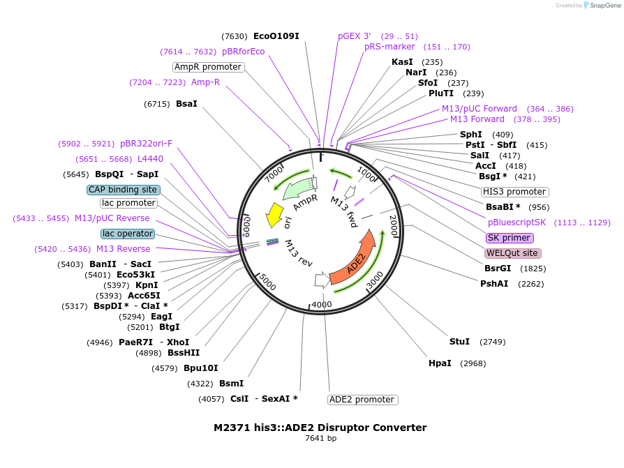51671-plasmid-map-sequence-id-79097