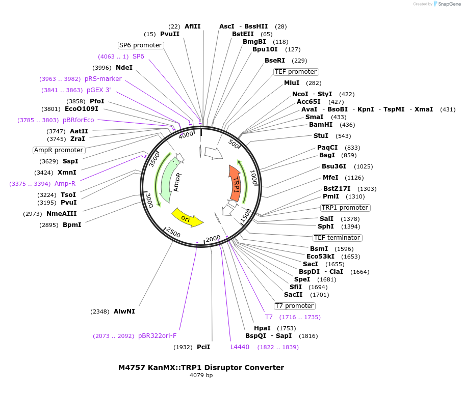 51687-plasmid-map-sequence-id-79098