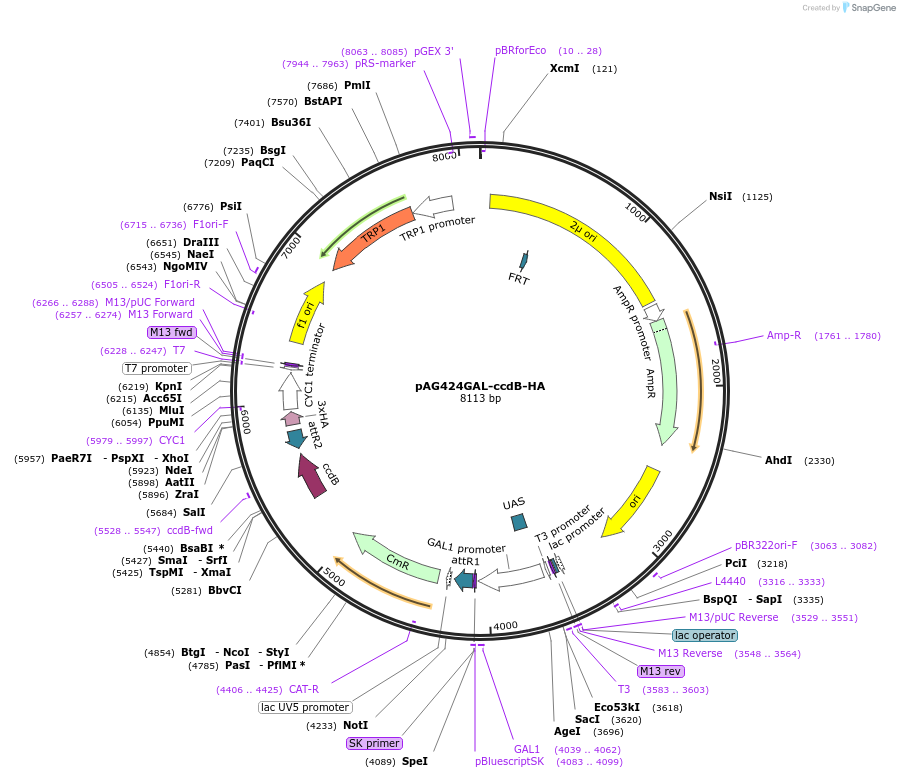 14247-plasmid-map-sequence-id-7910