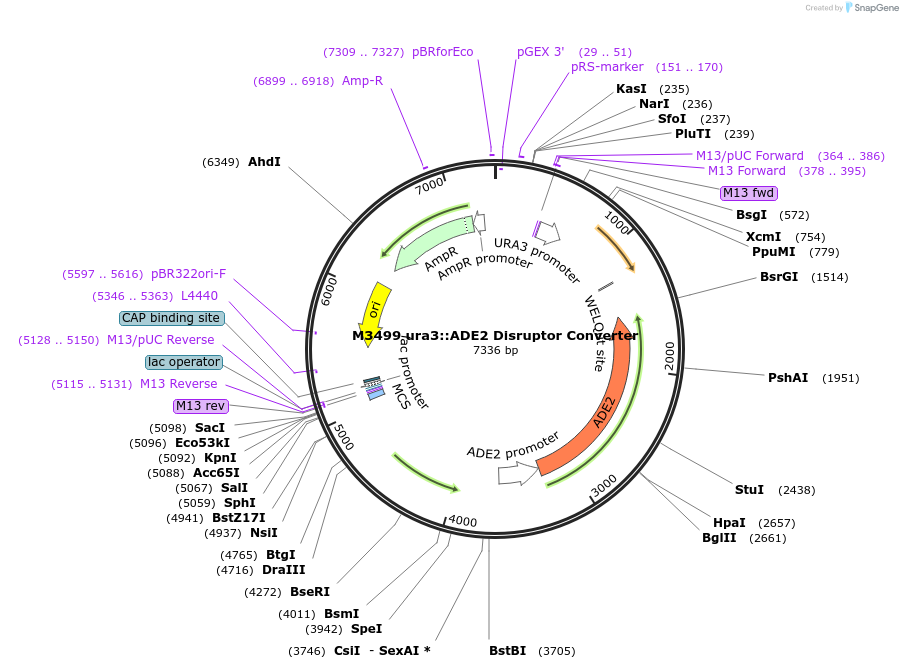 51674-plasmid-map-sequence-id-79101