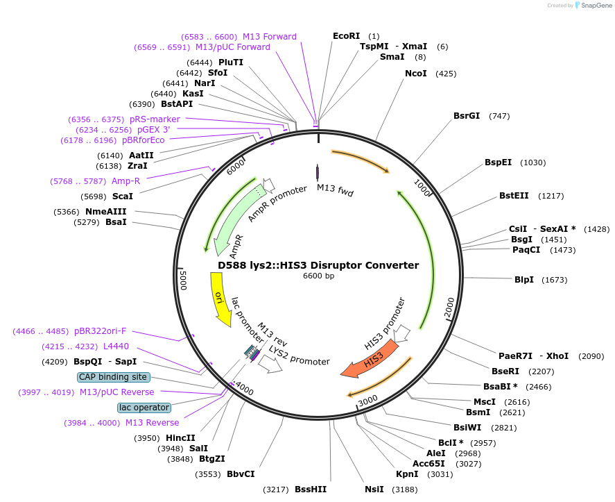 51675-plasmid-map-sequence-id-79102
