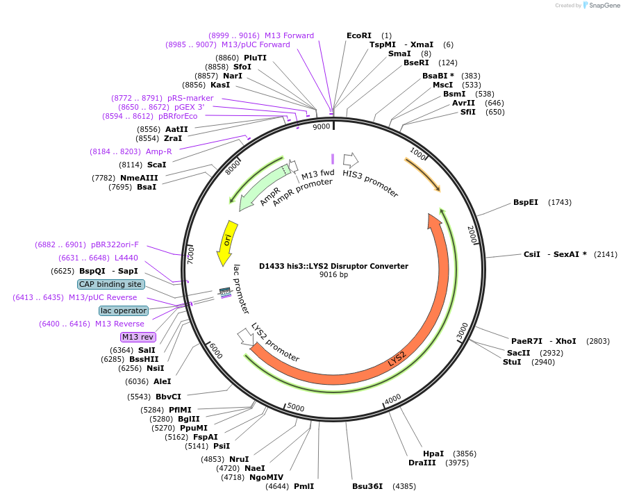 51676-plasmid-map-sequence-id-79103