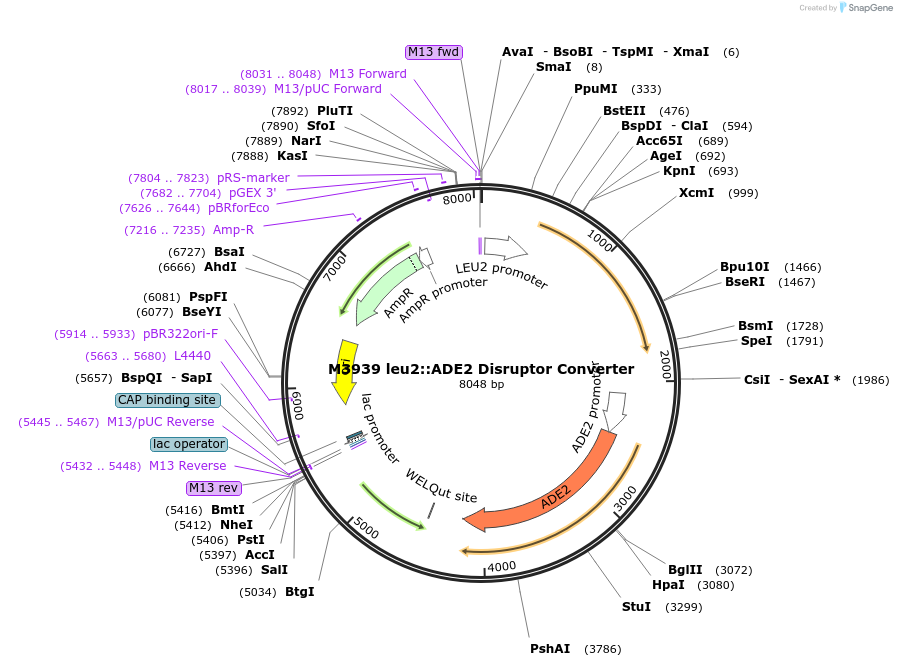51672-plasmid-map-sequence-id-79105
