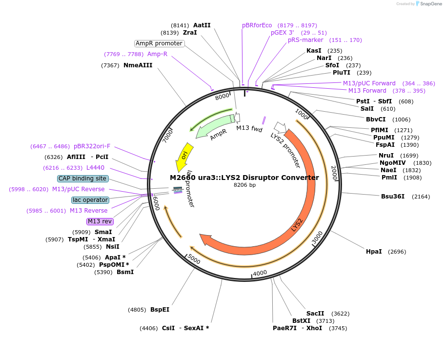 51678-plasmid-map-sequence-id-79108