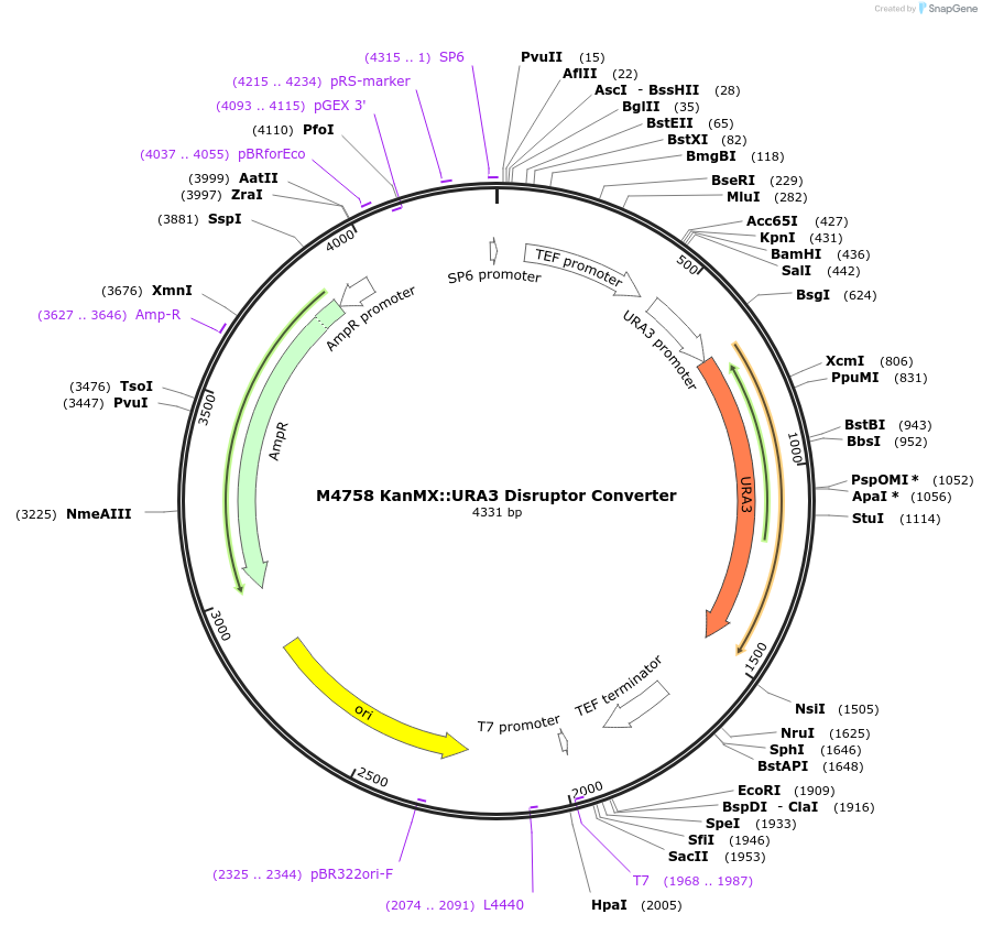51688-plasmid-map-sequence-id-79109