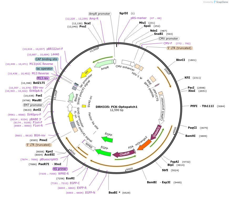 51695-plasmid-map-sequence-id-79121