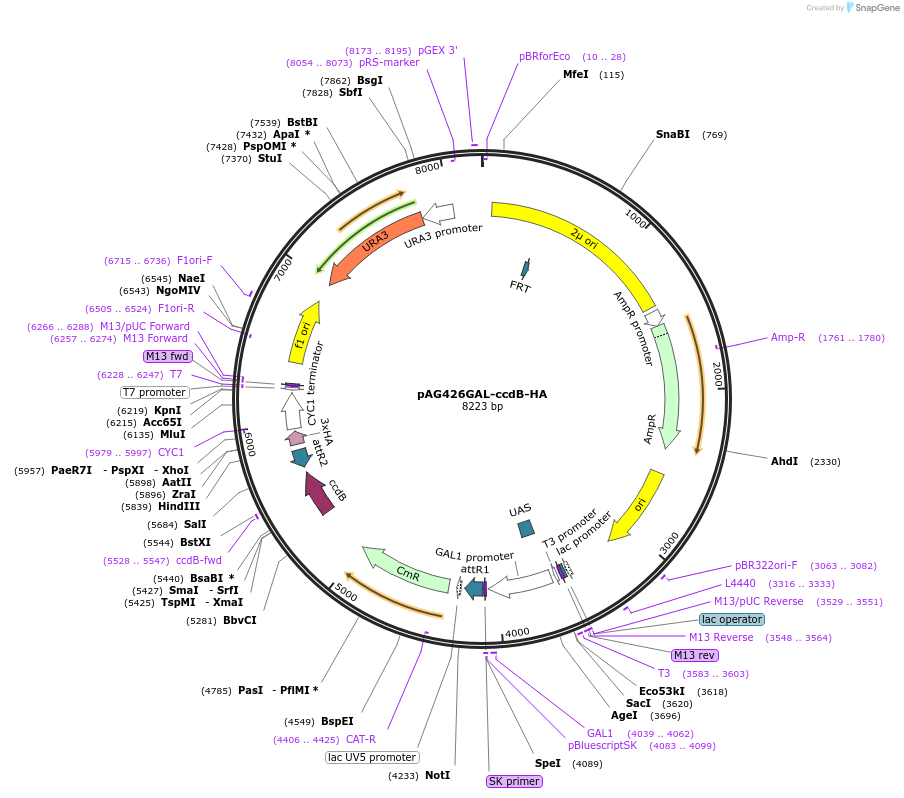 14251-plasmid-map-sequence-id-7914