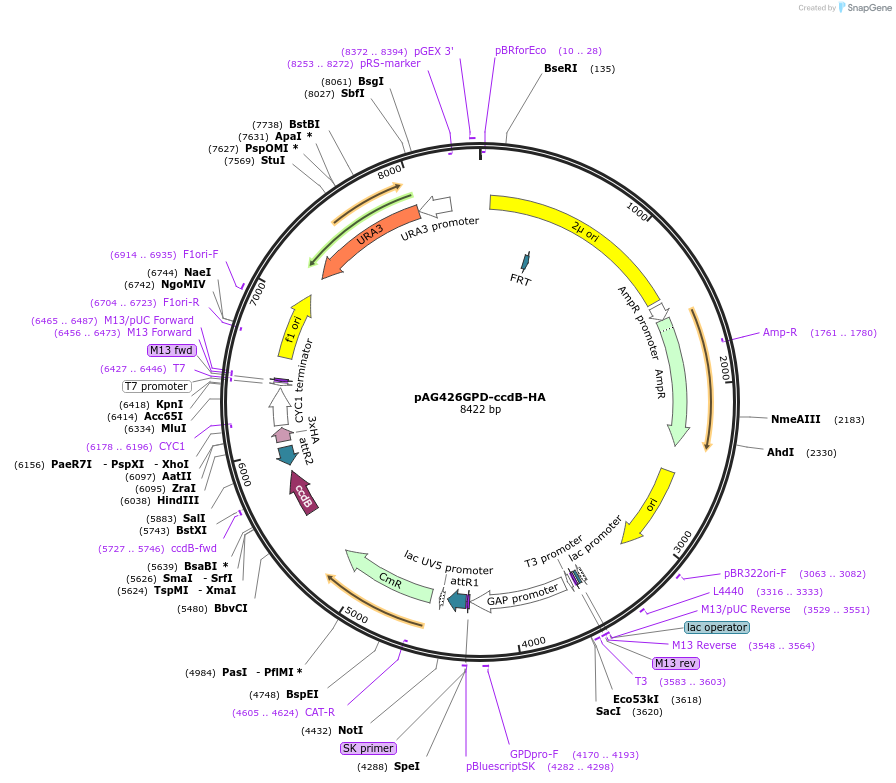 14252-plasmid-map-sequence-id-7915