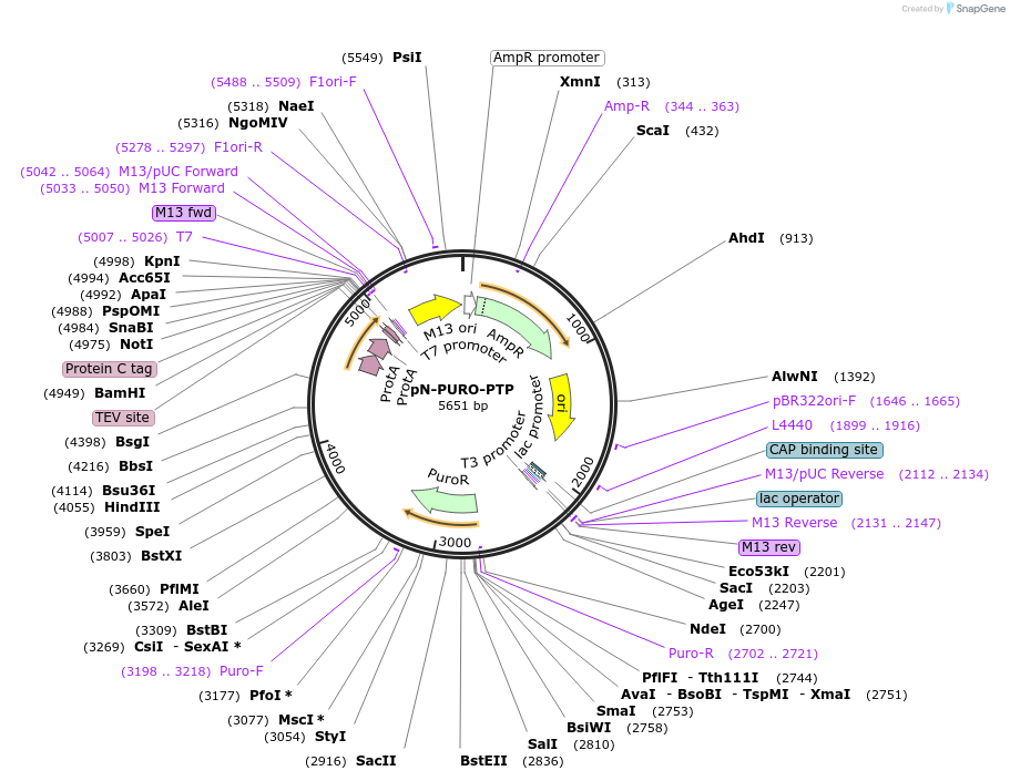 51711-plasmid-map-sequence-id-79157