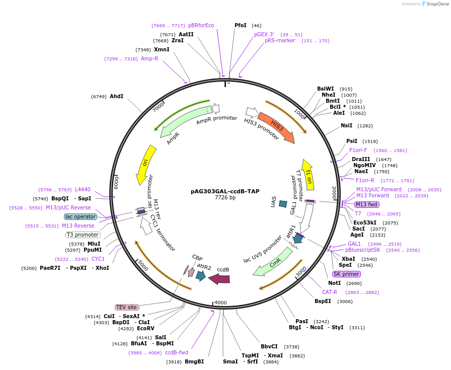14253-plasmid-map-sequence-id-7916