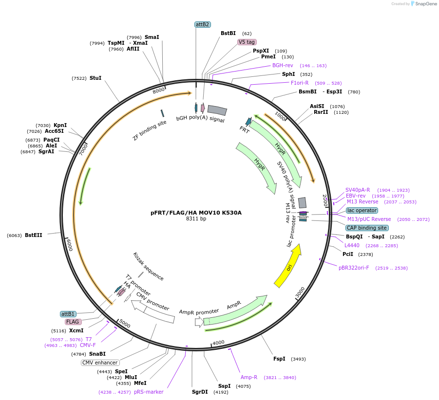 51716-plasmid-map-sequence-id-79173