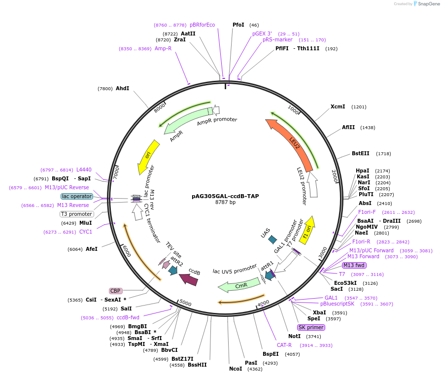14257-plasmid-map-sequence-id-7920