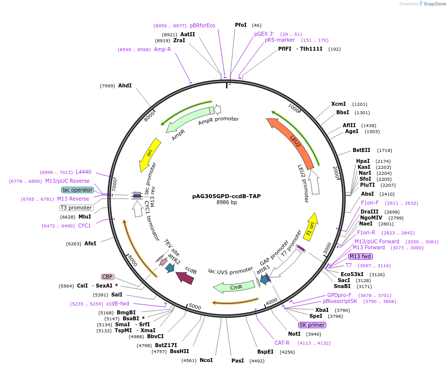 14258-plasmid-map-sequence-id-7921