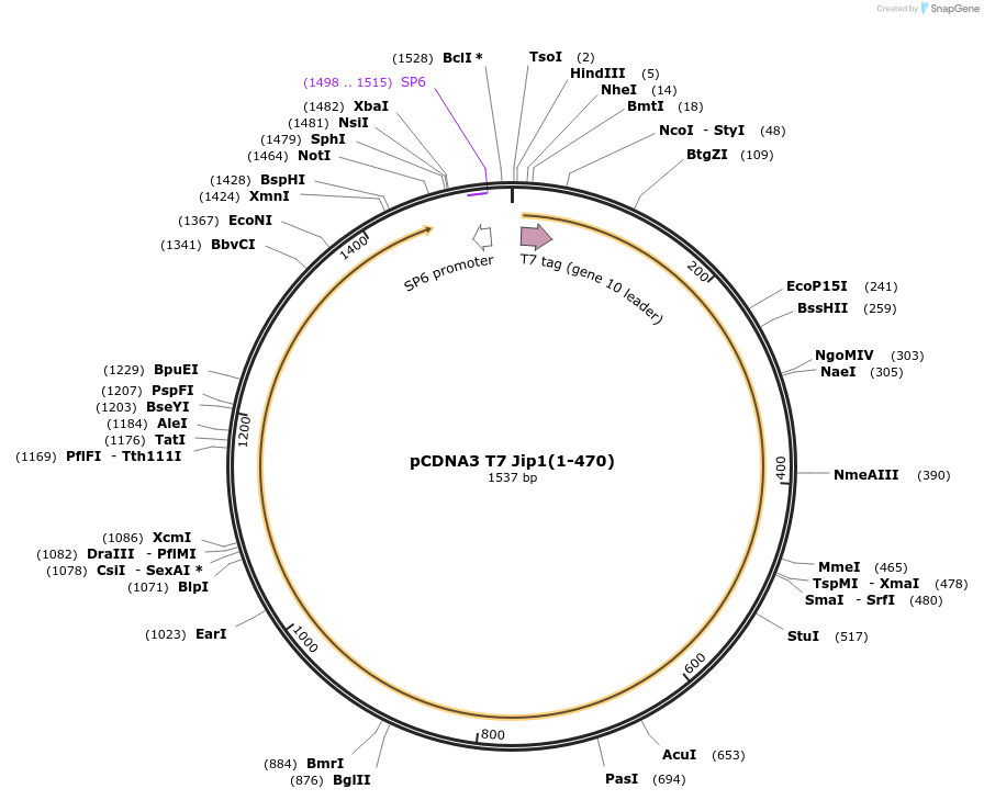 51724-plasmid-map-sequence-id-79213