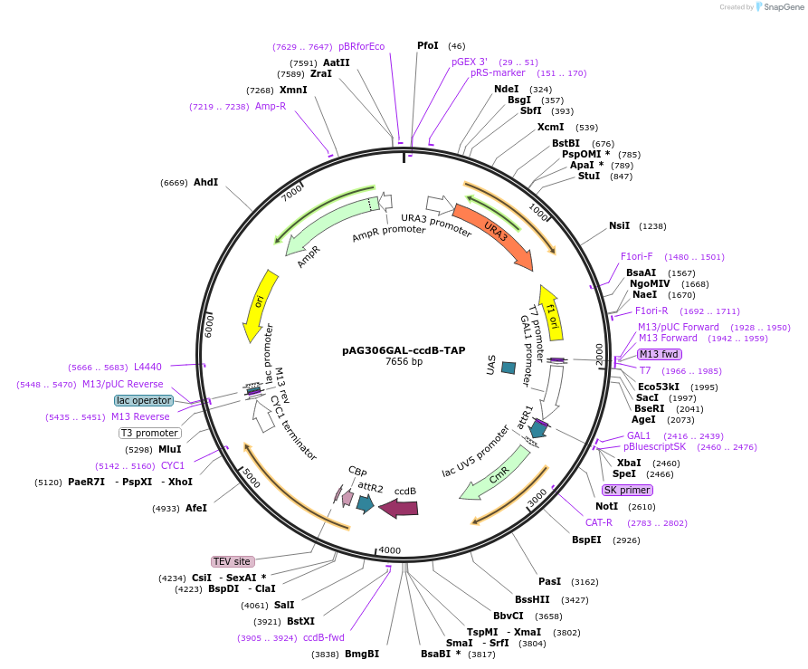 14259-plasmid-map-sequence-id-7922