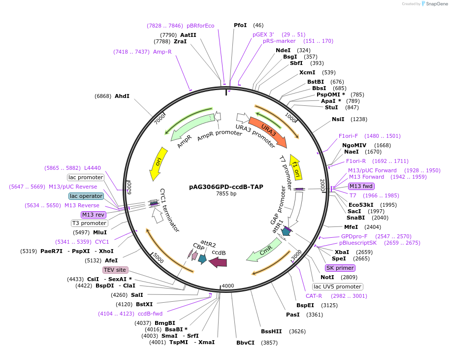 14260-plasmid-map-sequence-id-7923