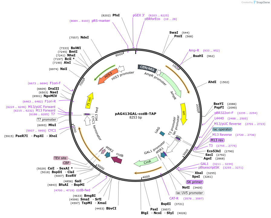 14261-plasmid-map-sequence-id-7924