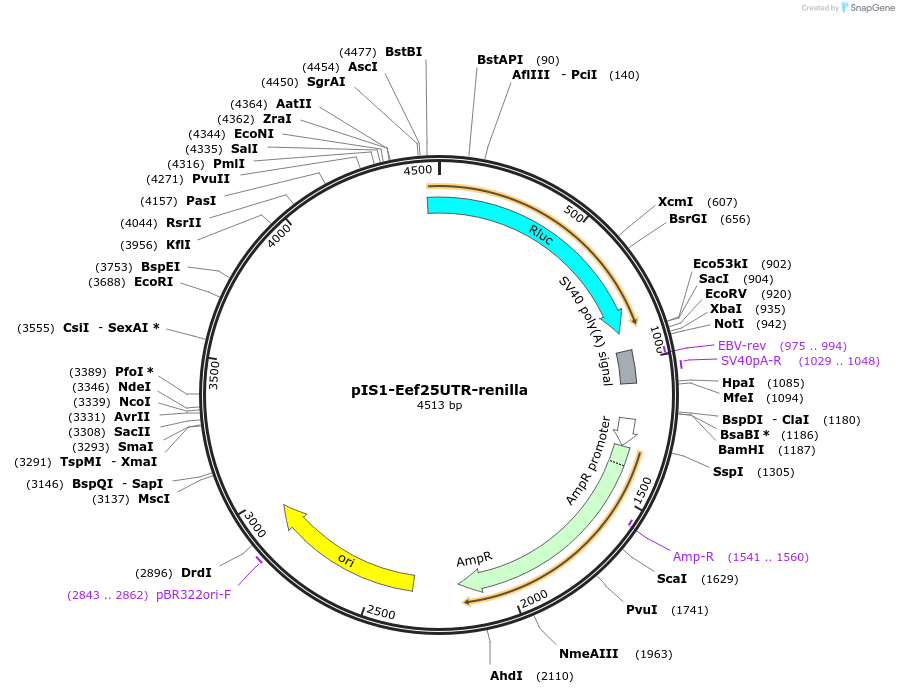 38235-plasmid-map-sequence-id-79251