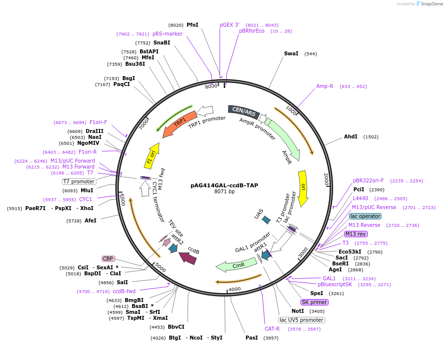 14263-plasmid-map-sequence-id-7926