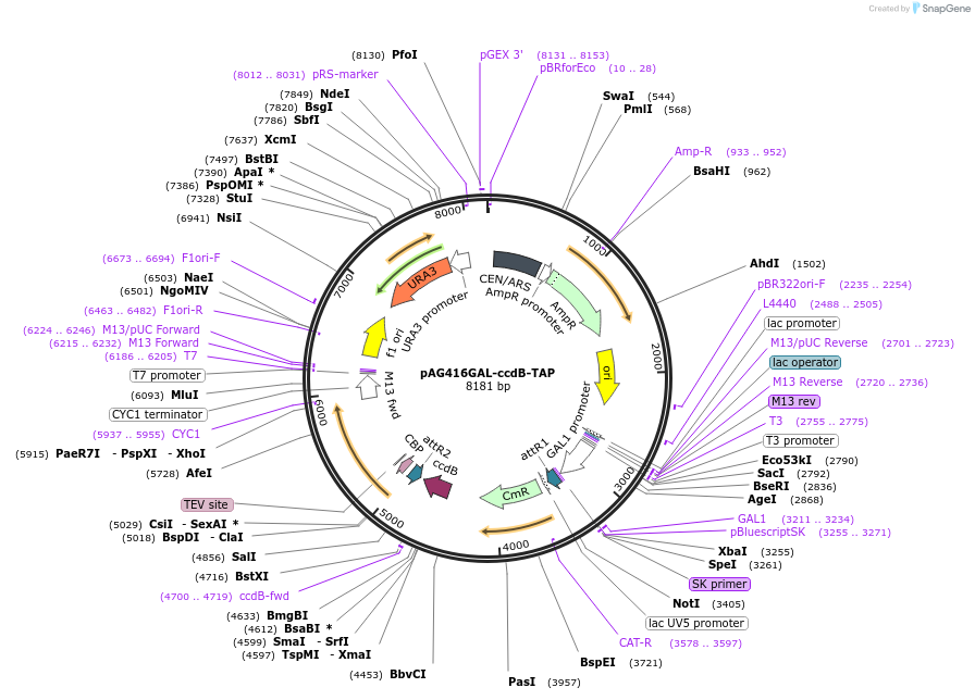 14267-plasmid-map-sequence-id-7930