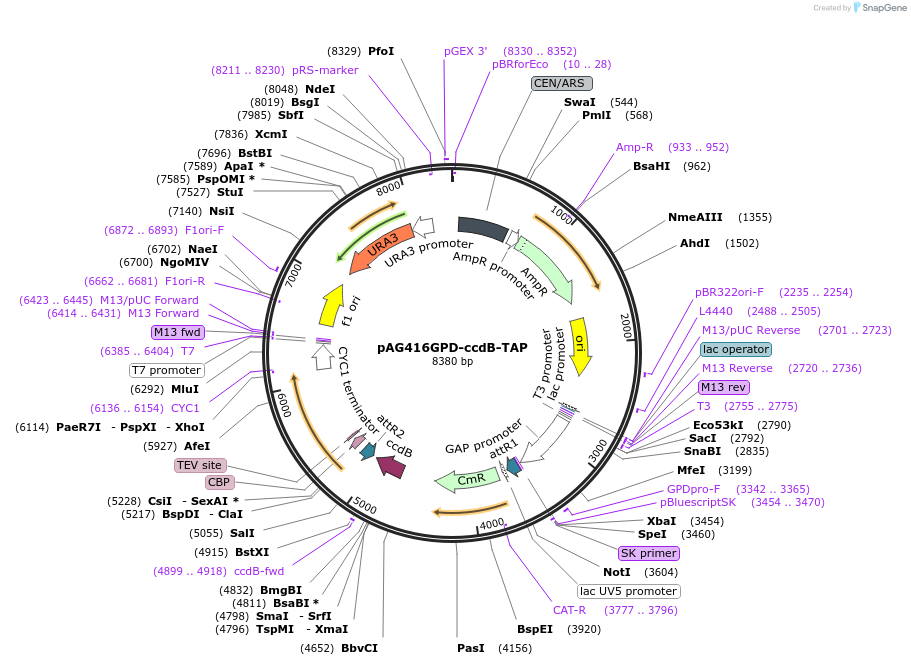 14268-plasmid-map-sequence-id-7931