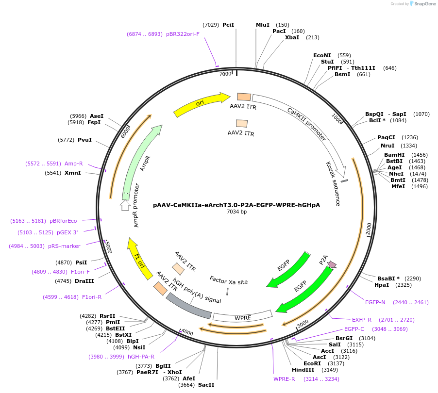 51110-plasmid-map-sequence-id-79323
