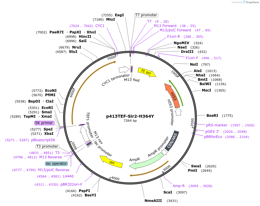 51743-plasmid-map-sequence-id-79328