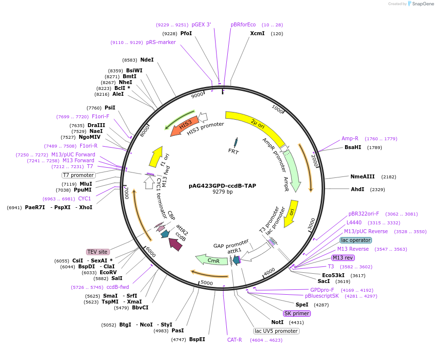 14270-plasmid-map-sequence-id-7933